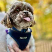 Thumbnail photo of Montgomery #3