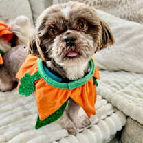 Thumbnail photo of Montgomery #4