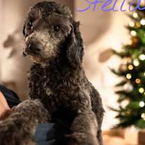 Thumbnail photo of Stella #3