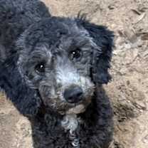 Thumbnail photo of Stella #4