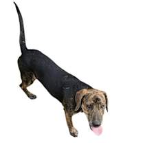 Thumbnail photo of Ursa #3