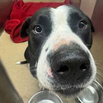 Thumbnail photo of Zeus #1