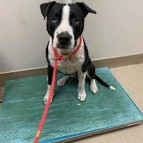 Thumbnail photo of Zeus #2