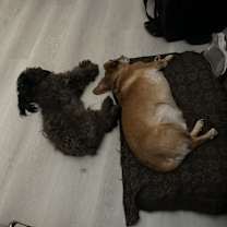 Thumbnail photo of Prince #2