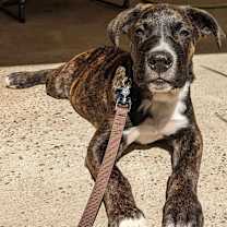 Thumbnail photo of Martok #2