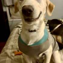 Thumbnail photo of Willow #3