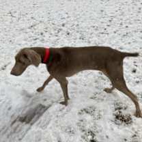 Thumbnail photo of Sammie #1