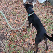 Thumbnail photo of Star #3