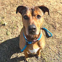 Thumbnail photo of T-Rex #3