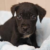 Thumbnail photo of Otto #1