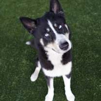 Thumbnail photo of Lavacake #1