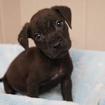 Thumbnail photo of Herbie #1