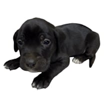 Thumbnail photo of Bevo #2