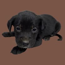 Thumbnail photo of Herbie #2