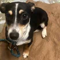 Thumbnail photo of Buttercup *adoption pending* #2