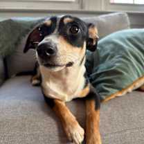 Thumbnail photo of Buttercup *adoption pending* #3