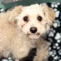 Thumbnail photo of Fifi #3