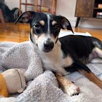 Thumbnail photo of Buttercup *adoption pending* #4