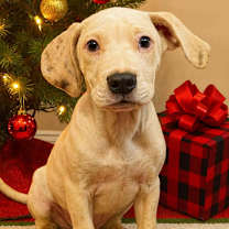 Thumbnail photo of Sugar #1