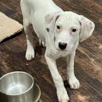 Thumbnail photo of Sugar #3