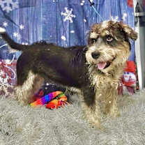 Thumbnail photo of Peluche #3