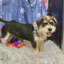 Thumbnail photo of Peluche #4