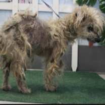 Thumbnail photo of Gus SENIOR LOVER PLEASE HELP‼️ #2