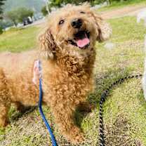 Thumbnail photo of Aki #1