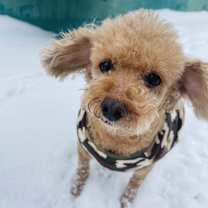 Thumbnail photo of Aki #2