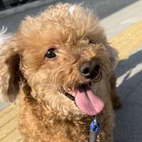 Thumbnail photo of Aki #4