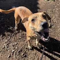 Thumbnail photo of Tiger #3