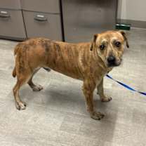 Thumbnail photo of Tiger #4