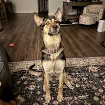 Thumbnail photo of Bella #1