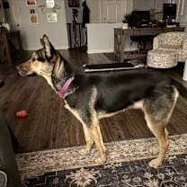 Thumbnail photo of Bella #2