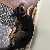 Thumbnail photo of Bella #3