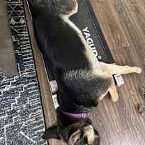 Thumbnail photo of Bella #4