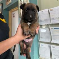 Thumbnail photo of Odysseus #3