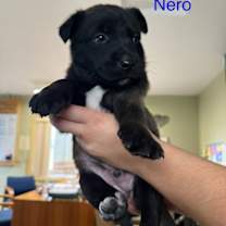 Thumbnail photo of Nero #3