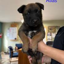 Thumbnail photo of Atlas #3