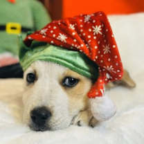 Thumbnail photo of Tundra #1