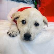 Thumbnail photo of Puff #2