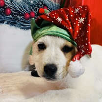 Thumbnail photo of Tundra #3