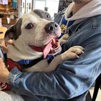 Thumbnail photo of HARLEY #1