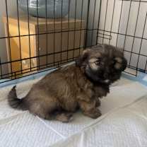 Thumbnail photo of Owl #3