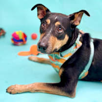 Thumbnail photo of Patton #1