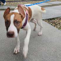 Thumbnail photo of Stuffed Crust - Foster-to-Adop #1