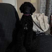 Thumbnail photo of Scarlett #3