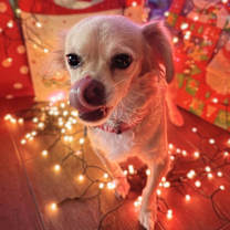 Thumbnail photo of Rico Suave #1