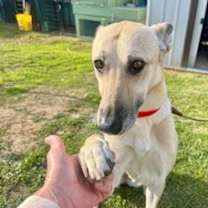 Thumbnail photo of Cocoa #2