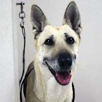 Thumbnail photo of Cocoa #3